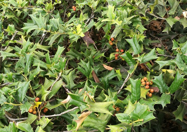 农村常见的猫儿刺树浑身是刺在城里每株能卖上千元