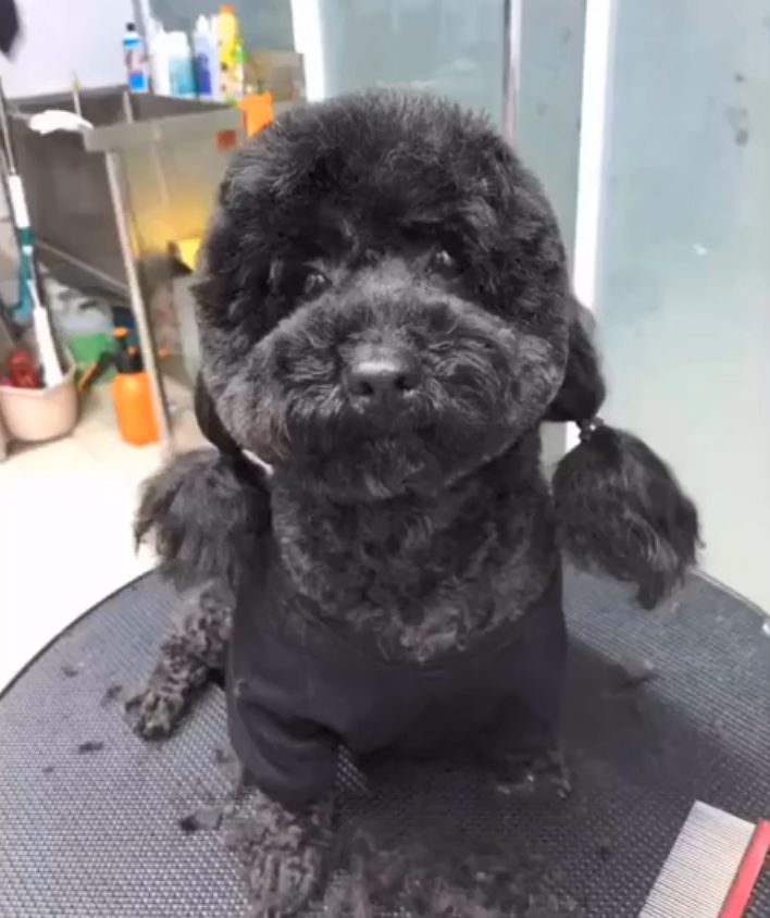 泰迪和法斗的混血宝宝竟然长这样