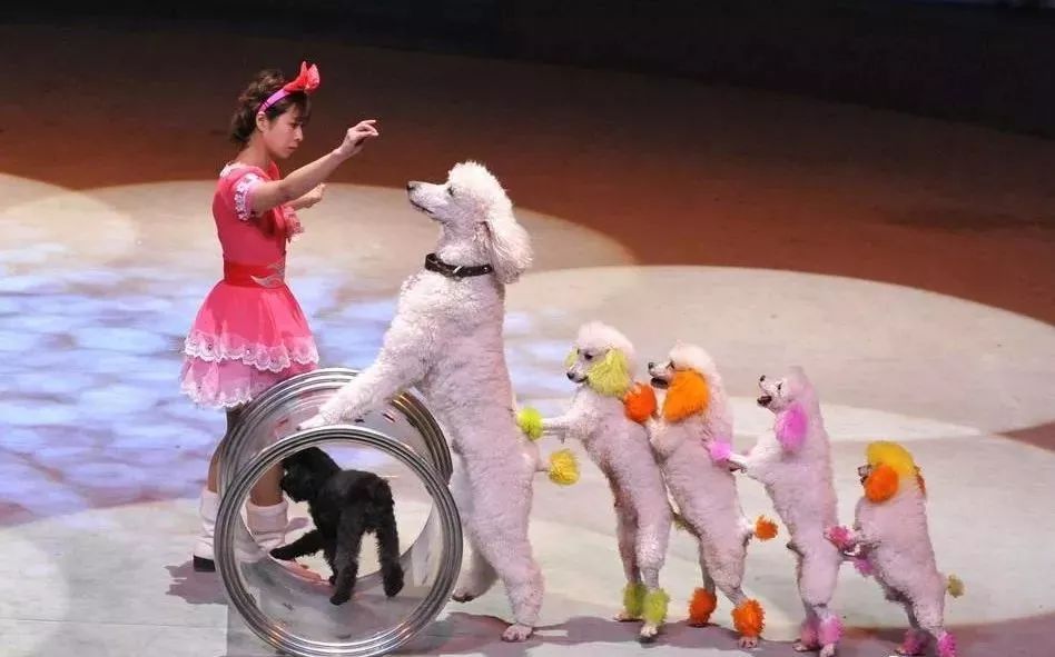 杂技▼▼▼▼动物表演杂技合影留念时请注意园内动物都是活体主题一