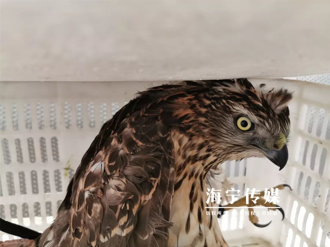 当心海宁接连发现这种凶猛动物具有攻击性多人被伤看