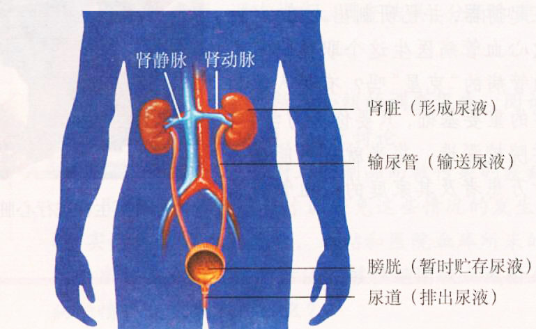 (4)生殖系統植物神經病變還會引起男性陽痿,逆行性射精等性功能障礙