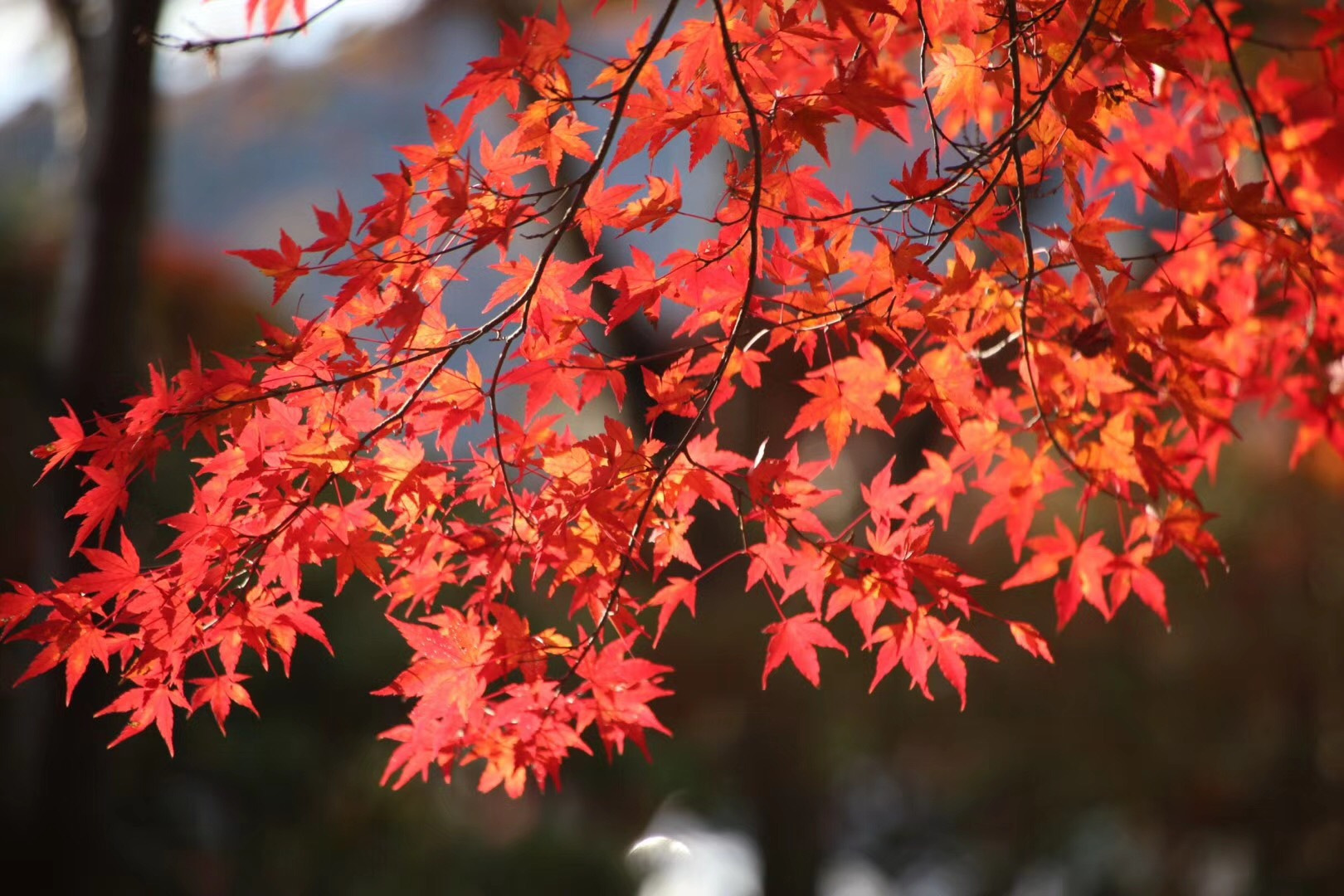 我已帮你阅过之前的秋色, 一起来打卡武汉红叶最美观赏地!