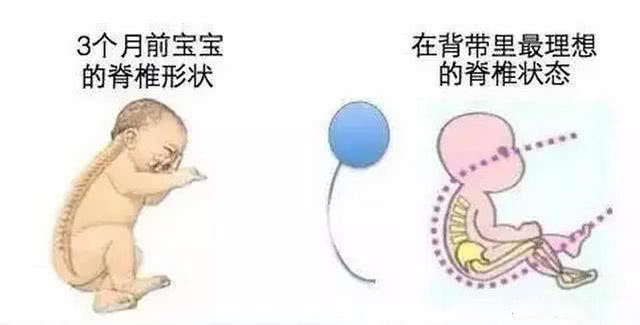 整个人就像一只虾米,因为宝宝的脊椎是c型,所以不能竖抱,以免脊柱受损