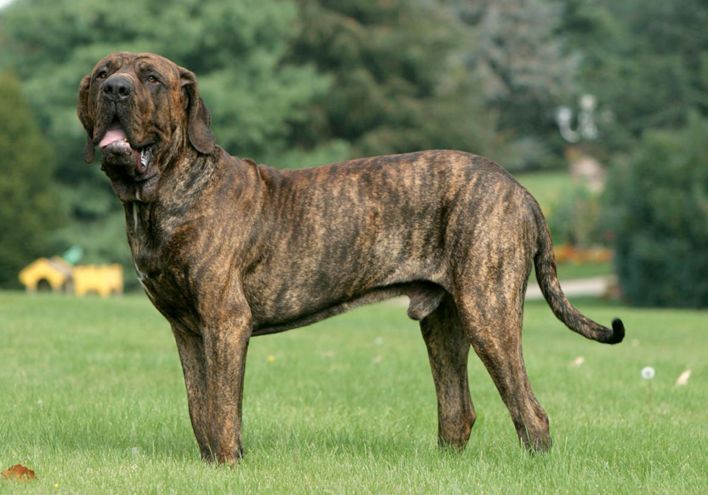 盘点国内外猛犬爱好者最喜欢的猛犬有你家的吗