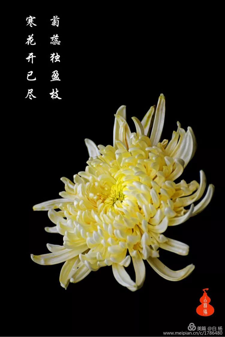 金昌秋菊傲霜
