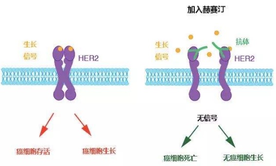 拉帕替尼机制图片