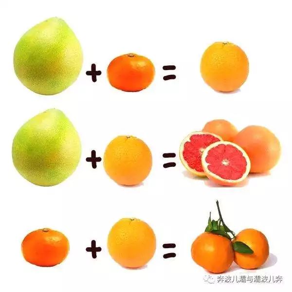 橘子橙子柚子金桔秋冬到底要吃哪种