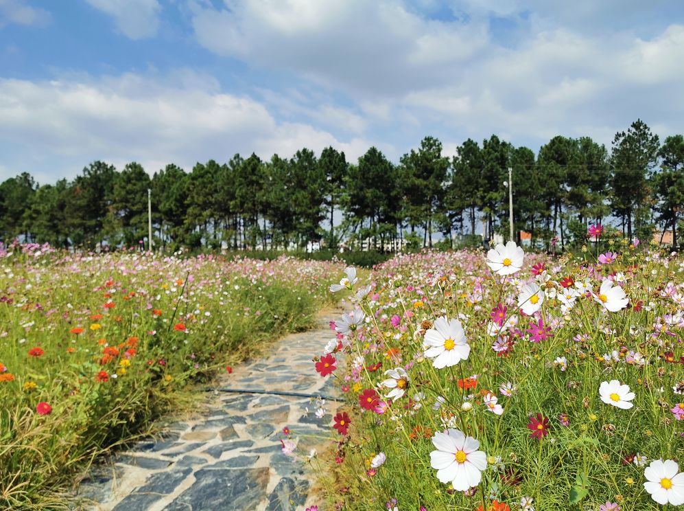 无限门票免费送金华这百亩菊花开放了美美美美美