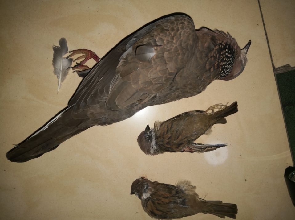 把手电筒和23颗钢珠,还在汽车副驾驶室内搜出一只野生斑鸠和两只麻雀