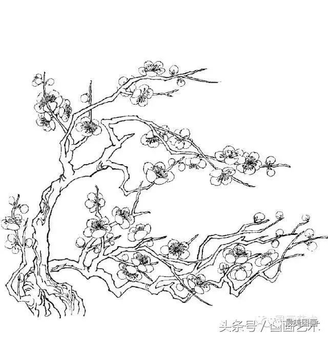 白描梅花繪畫手稿,參照練筆用