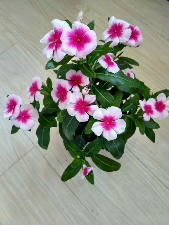 长春花一年四季都美得不像话20种长春花品种图鉴来啦