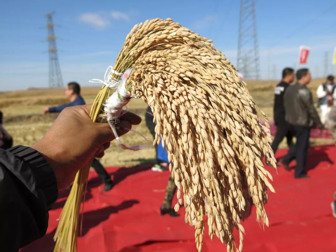 祝贺富尔绥粳26被评为最美长粒水稻品种之一!