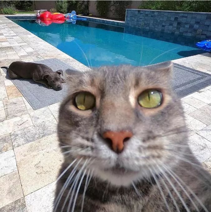 一只擅长以中年大叔方式自拍的猫