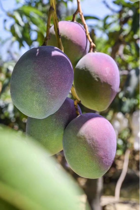 水果地理中国攀枝花芒果