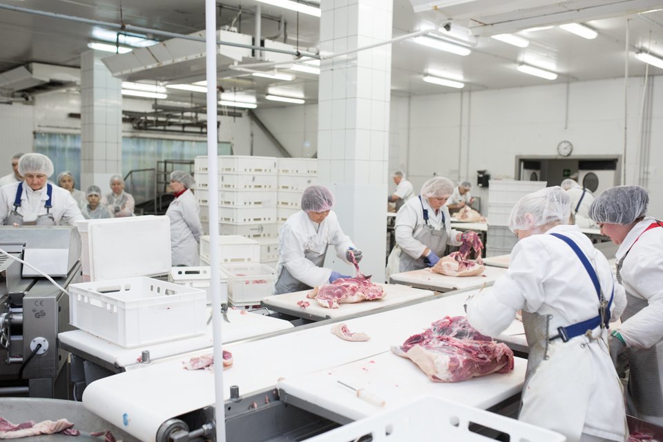 实拍俄罗斯猪肉香肠加工厂这就是猪的命运