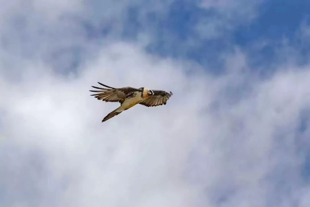 牧行万里探知神州为什么无阿里不西藏