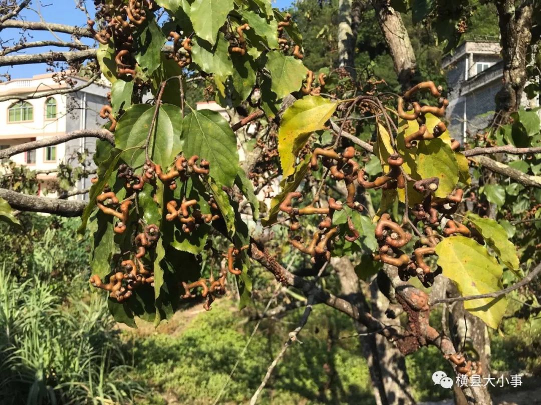 能吃能喝还能···_万寿子