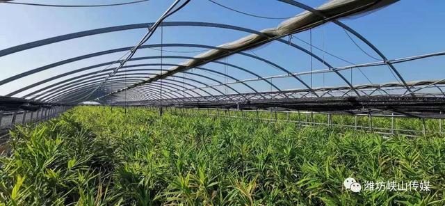 预计产量230吨建有拱形温室大棚51座峡山有机姜2019年共种植有机姜75