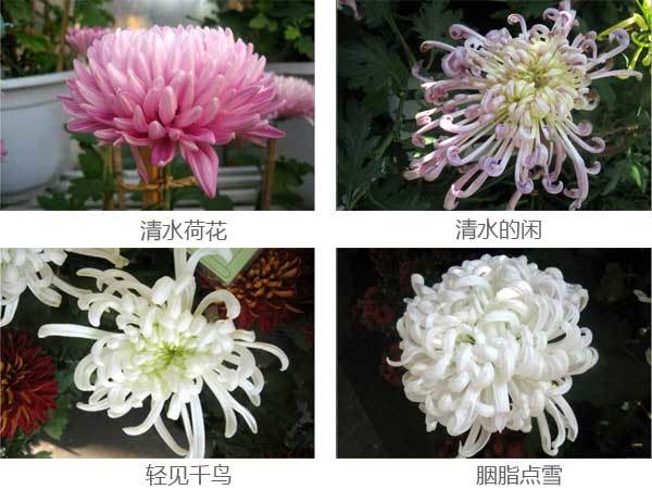 菊花的种类 品种繁多图片