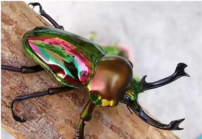 移动的宝石—绚丽的甲虫