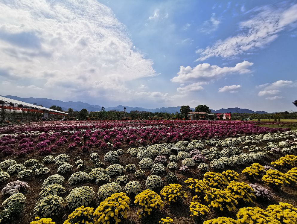 无限门票免费送金华这百亩菊花开放了美美美美美