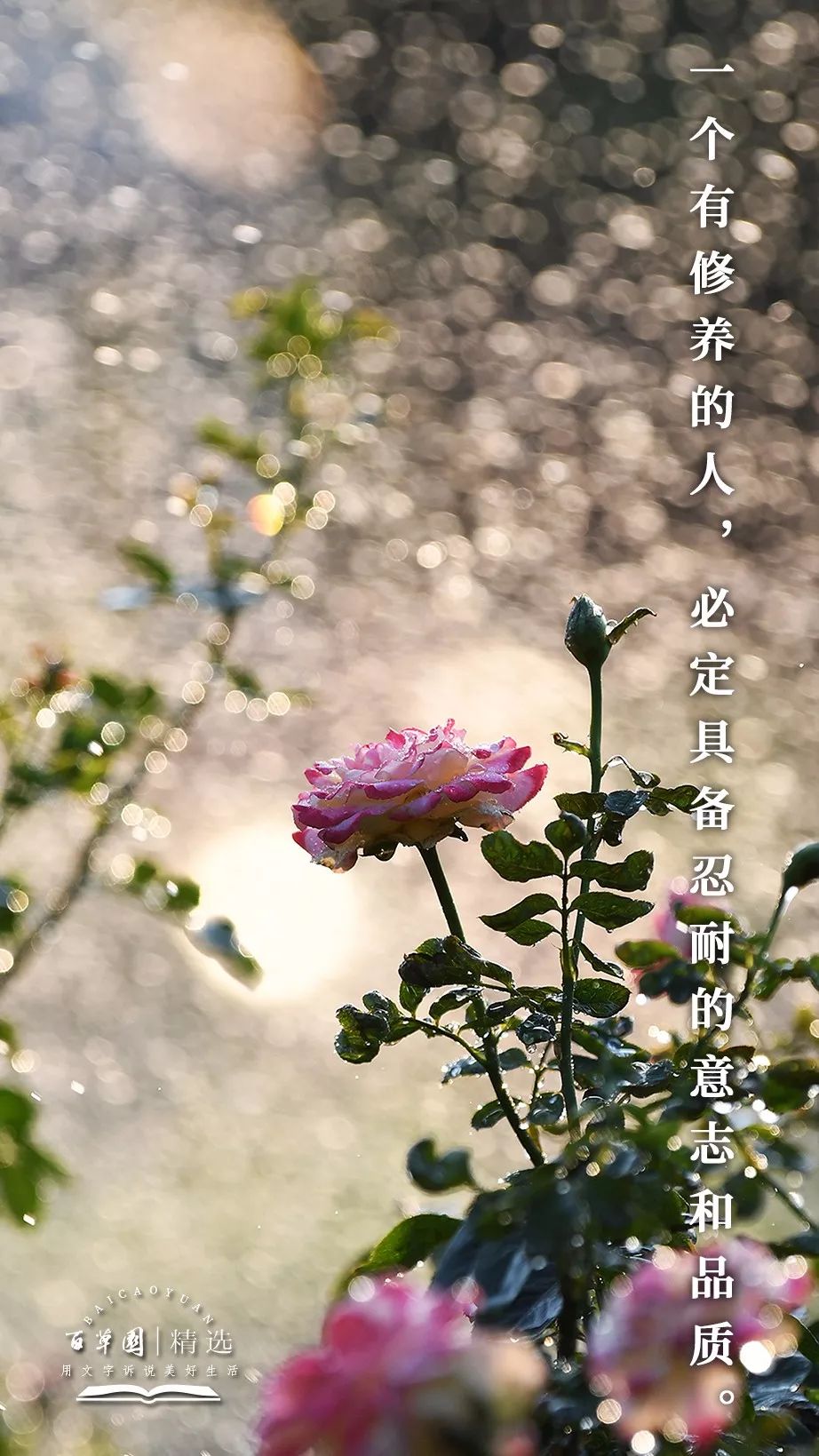 生活禅67一个有修养的人必定具备忍耐的意志和品质