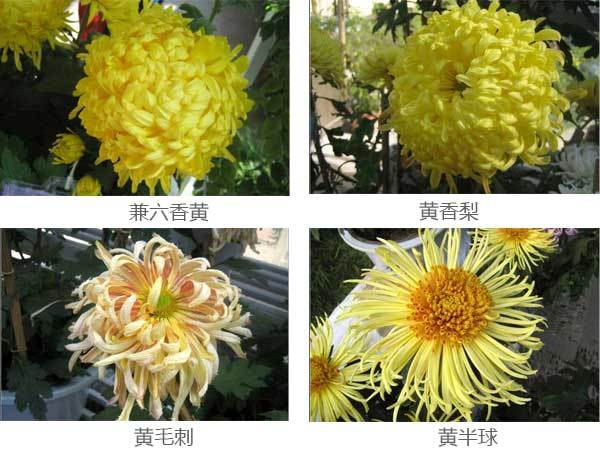 各类菊花的图片及名称图片