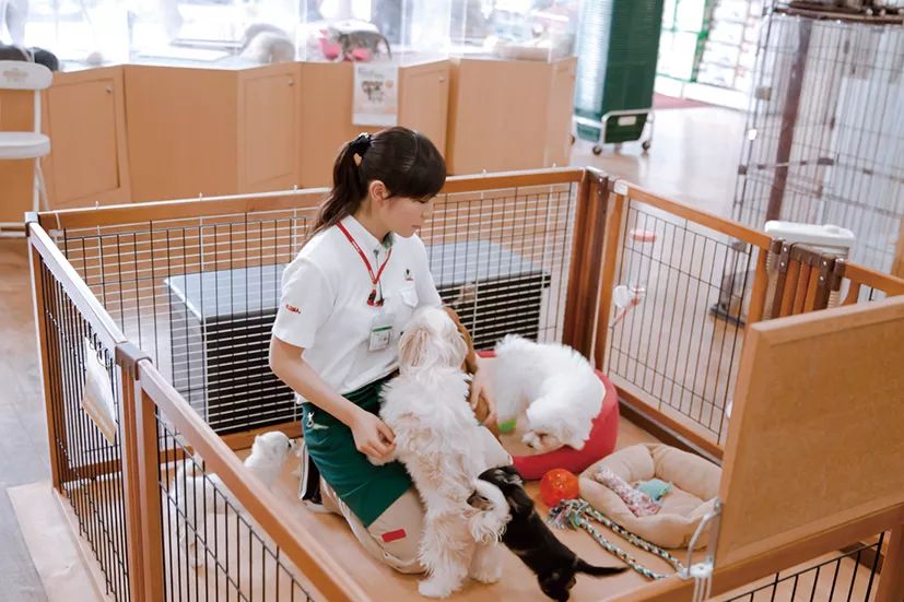 看完日本开了100年的宠物店,我又双叒酸了