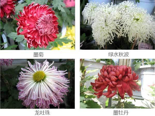 菊花的种类 品种繁多图片