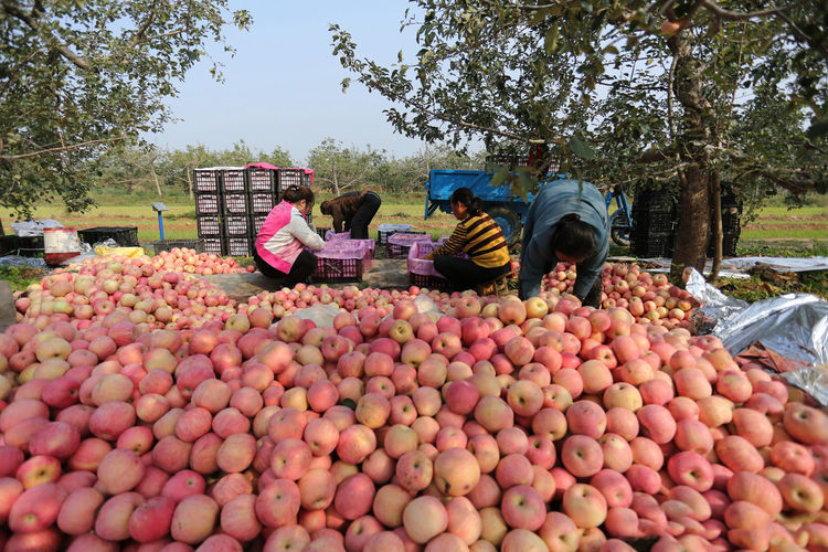 辛苦一年丰产的苹果堆在地上难以销售,知道原因很心酸,看咋回事