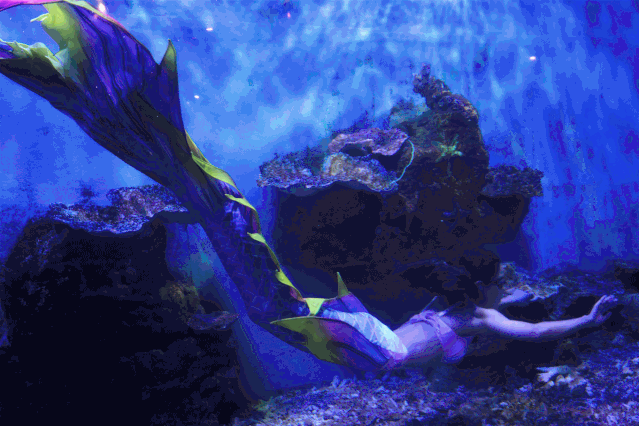 太美了精致西餐配美人鱼表演合肥仅此一家