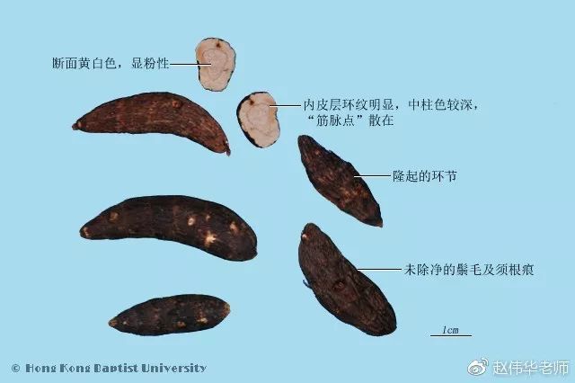 半夏石菖蒲:一寸九节石菖蒲,表面环节有密疏,三角