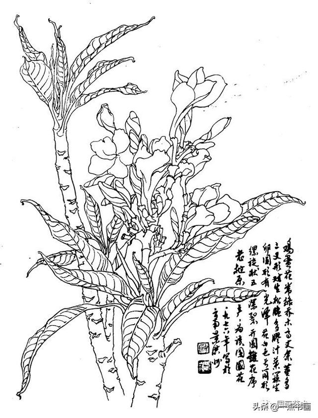 资料分享白描花卉图例第2辑