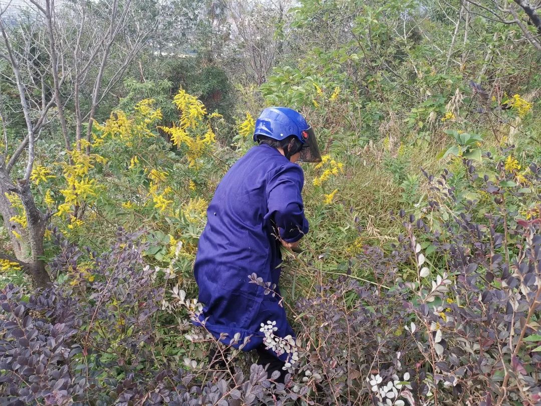 正是花开烂漫时太平赶着花期清理加拿大一枝黄花