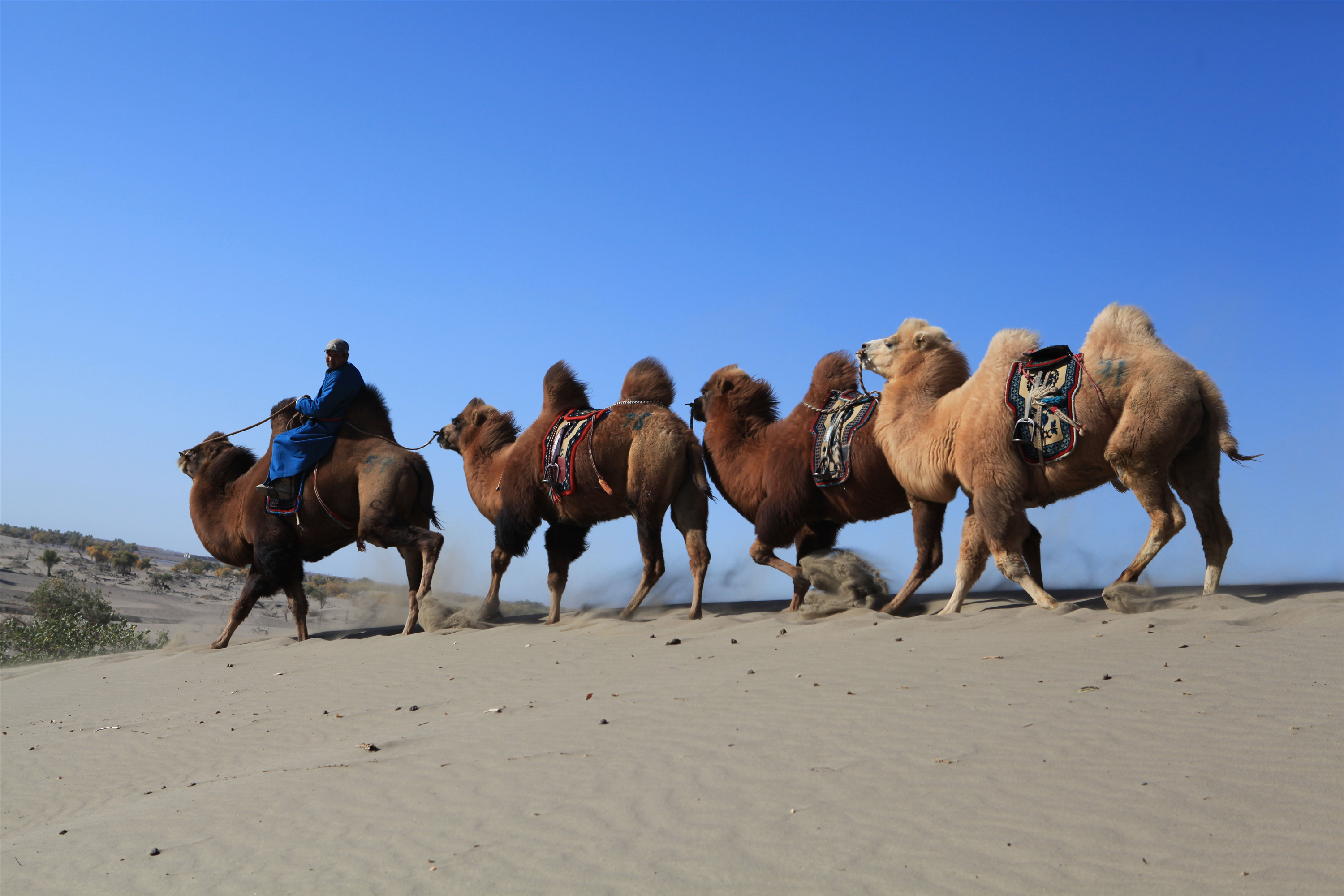 额济纳黑城弱水胡杨风景区——沙漠骆驼