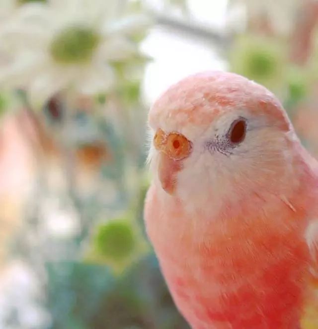可爱的水蜜桃味的秋草鹦鹉粉粉的太可爱了隔着屏幕都想咬一口