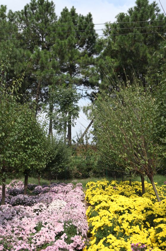 无限门票免费送金华这百亩菊花开放了美美美美美