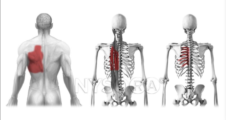 超声引导竖脊肌平面阻滞科普第二弹