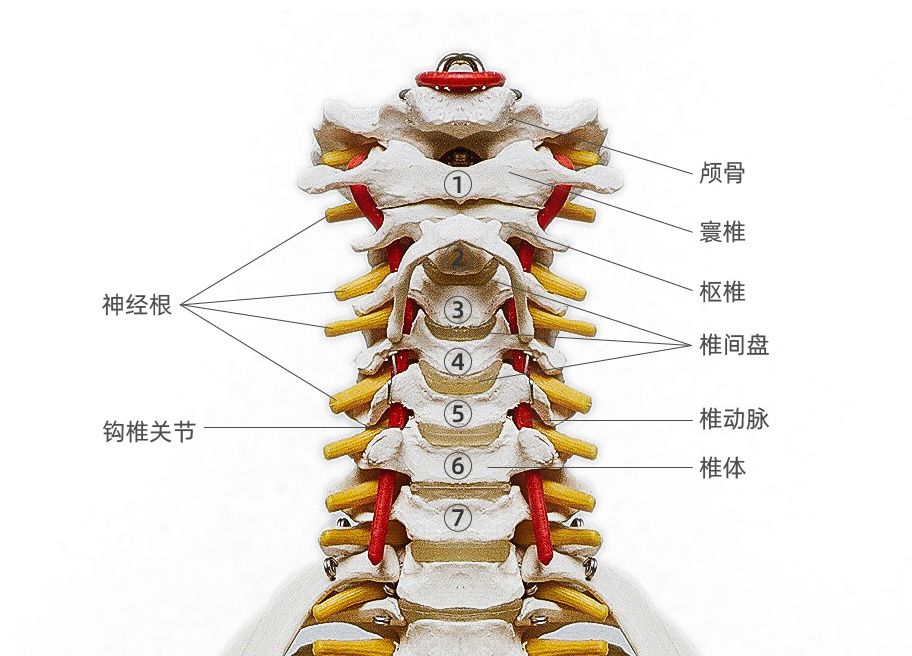 通过拆解颈椎