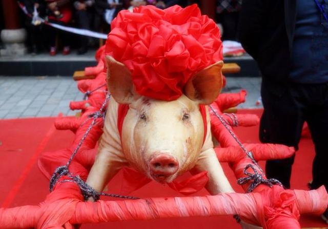 自古,猪,牛,羊都是传统的供奉祭品,是必不可少的,如果,在祭品中没有猪