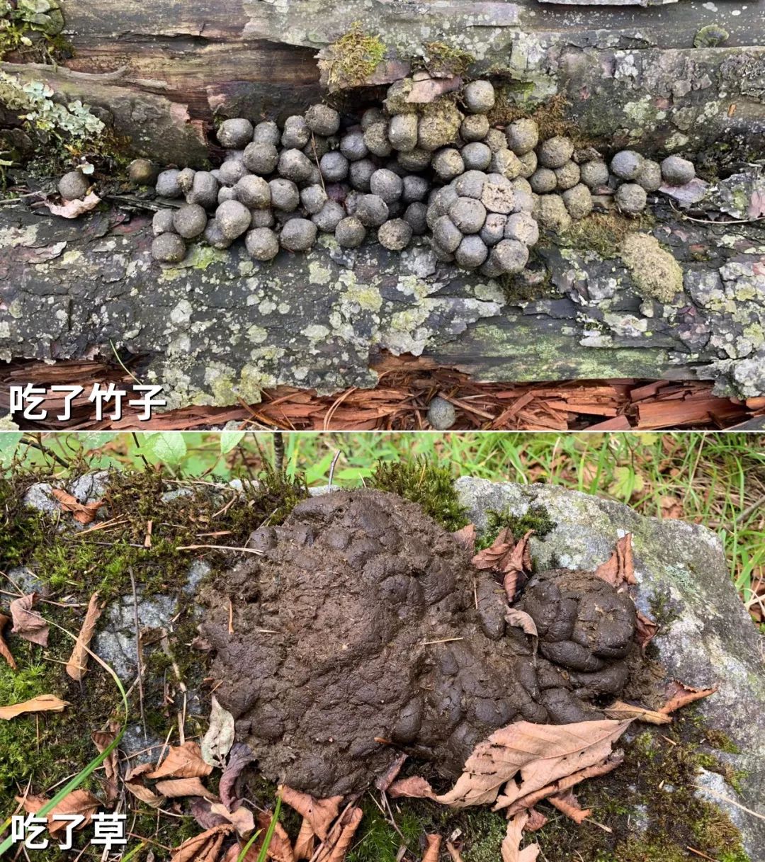 严肃的聊一个重口话题屎ai和动物保护