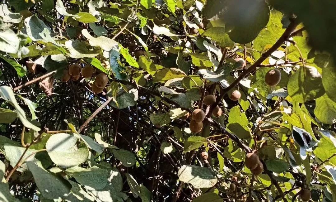 永新农村山上这些常见的野果子熟啦!你可知道它是宝?