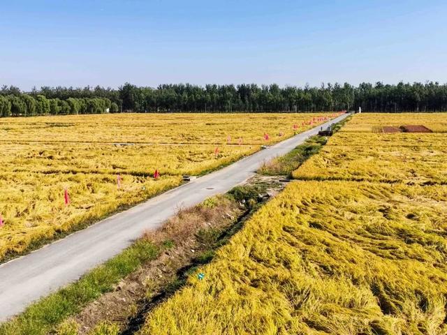 海淀最美稻田,今年你带孩子去了吗_田埂