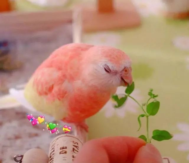 可爱的水蜜桃味的秋草鹦鹉,粉粉的太可爱了,隔着屏幕都想咬一口_粉色