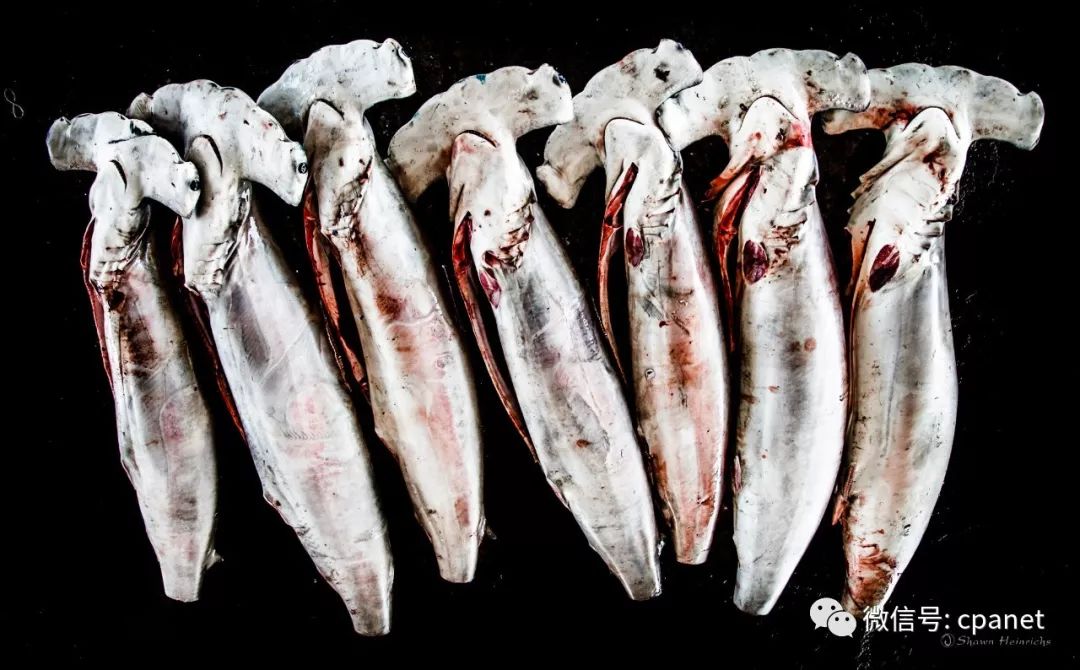 微光——肖恩·海因里希斯海洋环保主题摄影作品