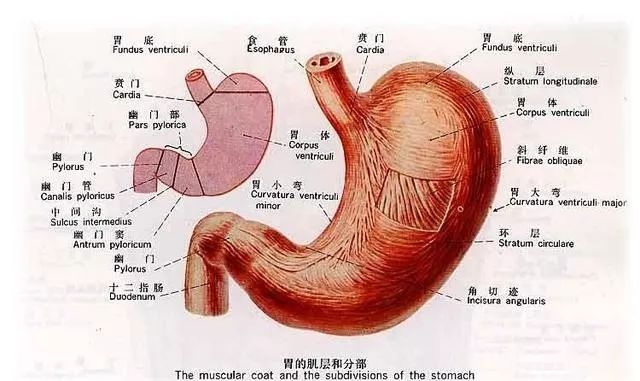 超全人體內臟解剖圖整理