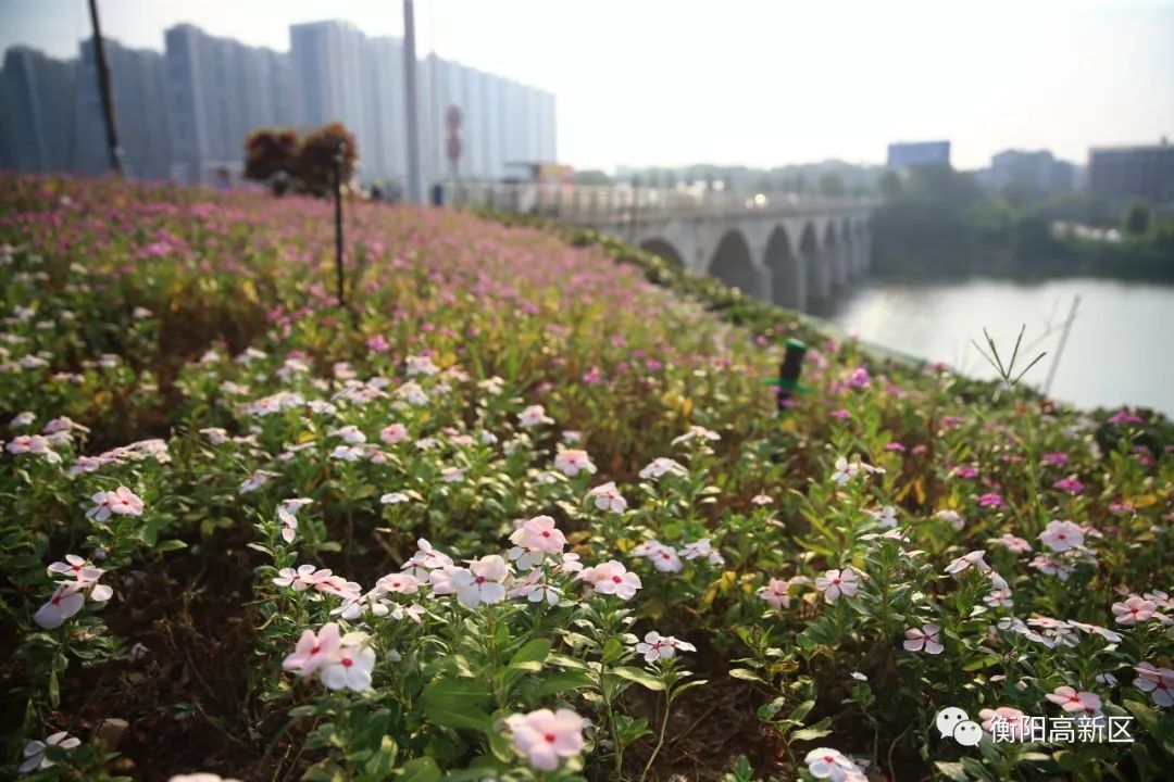 目前,蒸水河流域正处于枯水期,污染防控任务重,高新区特制订《2019年