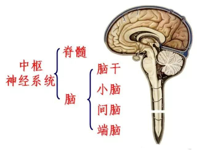 中枢神经系统脊髓解读