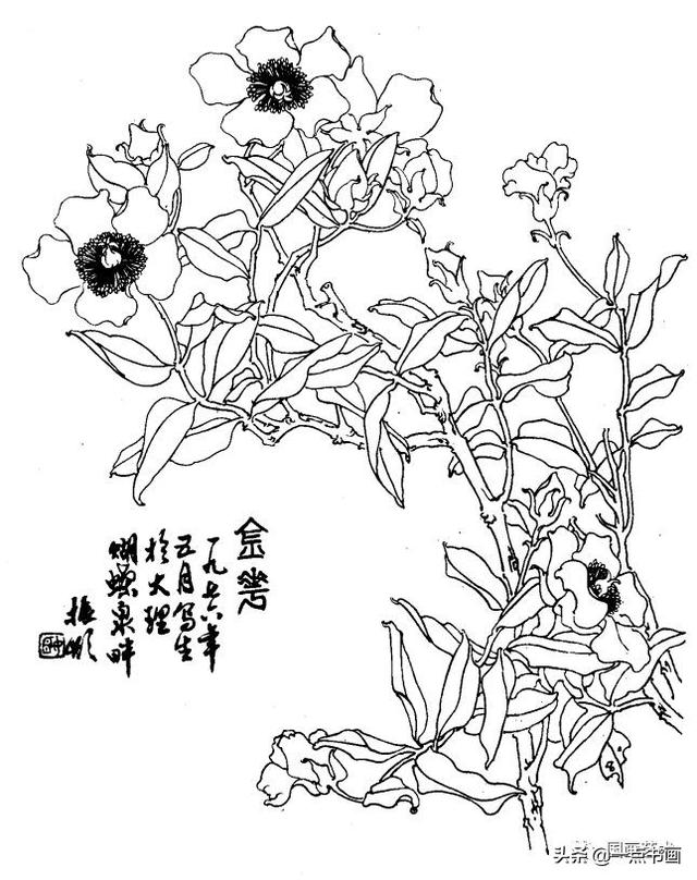 资料分享白描花卉图例第2辑