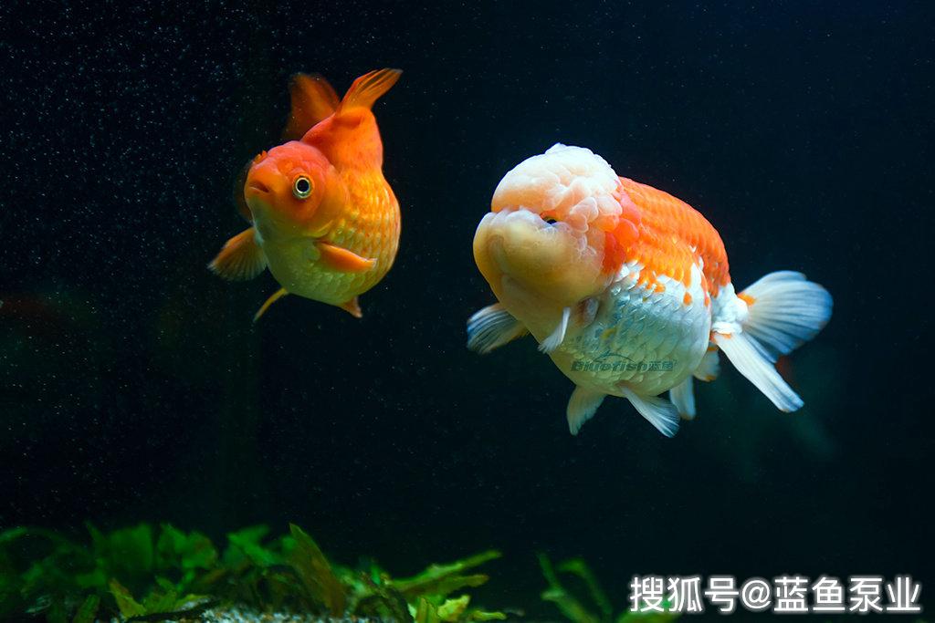 金鱼饲养方法之养兰寿鱼小知识 水槽